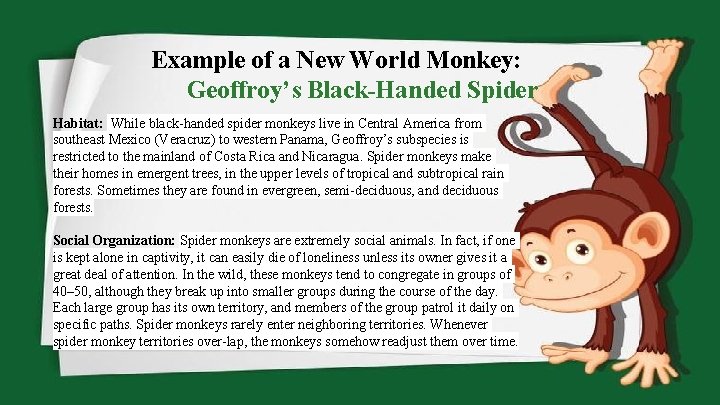 Example of a New World Monkey: Geoffroy’s Black-Handed Spider Habitat: While black-handed spider monkeys