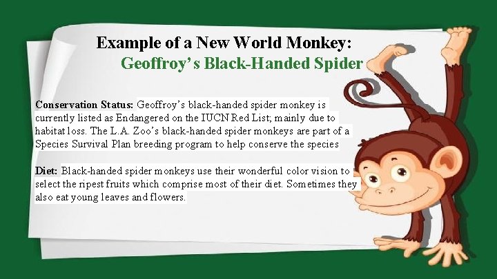 Example of a New World Monkey: Geoffroy’s Black-Handed Spider Conservation Status: Geoffroy’s black-handed spider