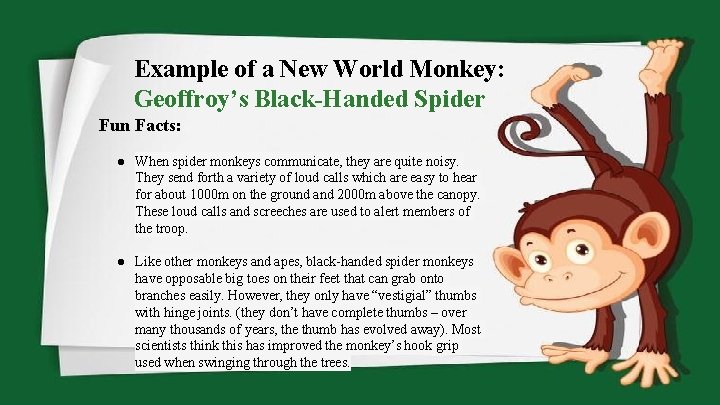 Example of a New World Monkey: Geoffroy’s Black-Handed Spider Fun Facts: ● When spider