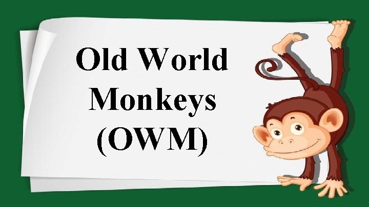 Old World Monkeys (OWM) 