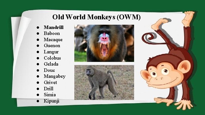 Old World Monkeys (OWM) ● ● ● ● Mandrill Baboon Macaque Guenon Langur Colobus