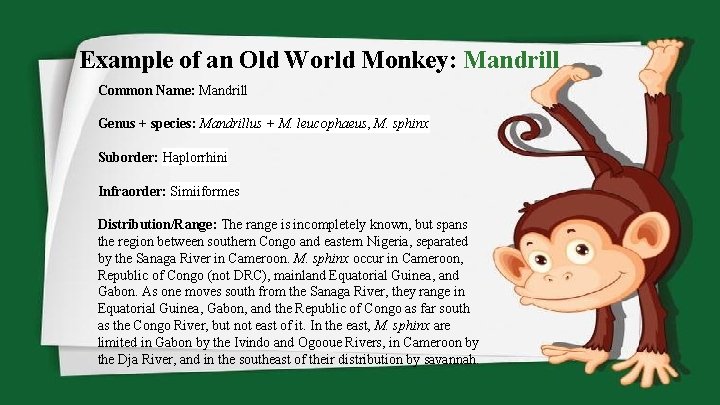Example of an Old World Monkey: Mandrill Common Name: Mandrill Genus + species: Mandrillus