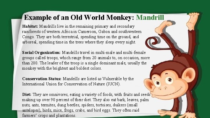 Example of an Old World Monkey: Mandrill Habitat: Mandrills live in the remaining primary