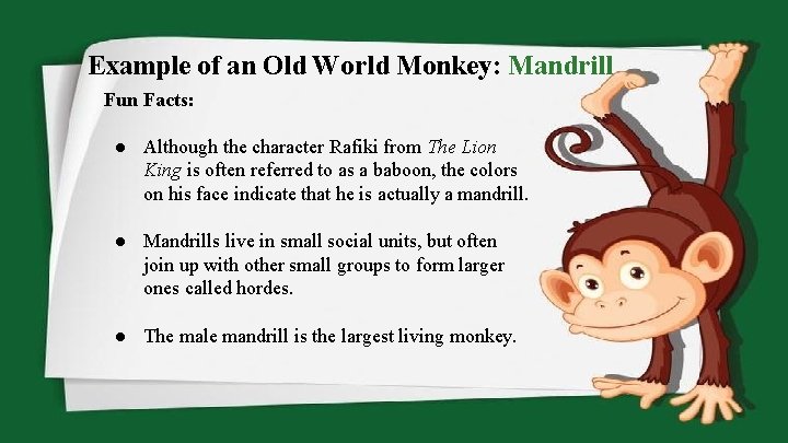 Example of an Old World Monkey: Mandrill Fun Facts: ● Although the character Rafiki