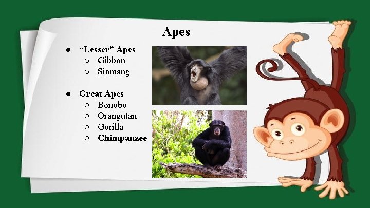 Apes ● “Lesser” Apes ○ Gibbon ○ Siamang ● Great Apes ○ Bonobo ○