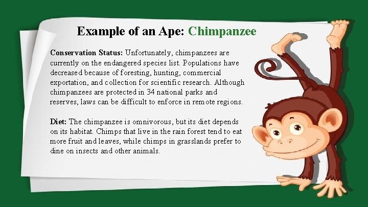 Example of an Ape: Chimpanzee Conservation Status: Unfortunately, chimpanzees are currently on the endangered