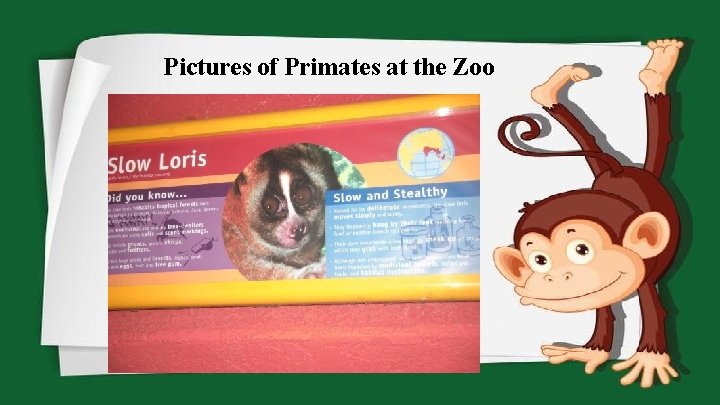 Pictures of Primates at the Zoo 