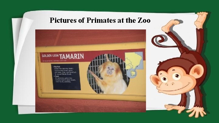 Pictures of Primates at the Zoo 