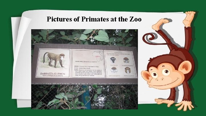 Pictures of Primates at the Zoo 