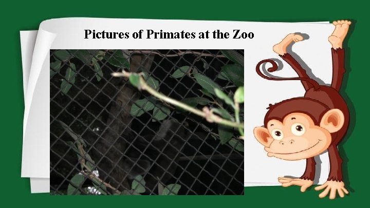 Pictures of Primates at the Zoo 