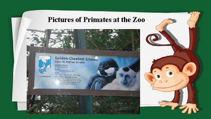 Pictures of Primates at the Zoo 