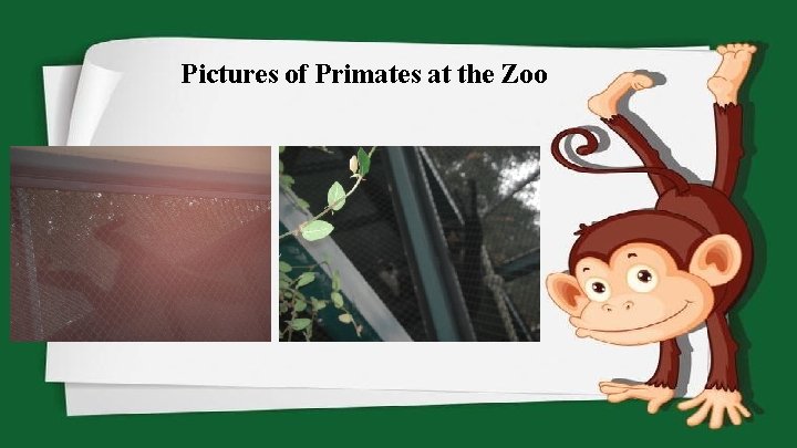 Pictures of Primates at the Zoo 