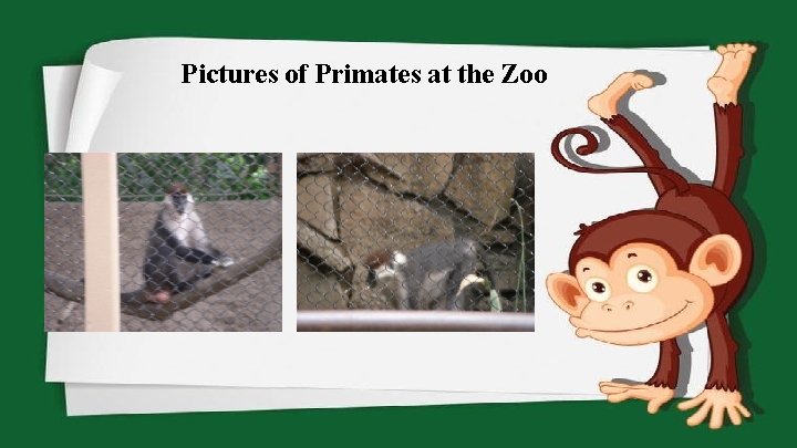Pictures of Primates at the Zoo 