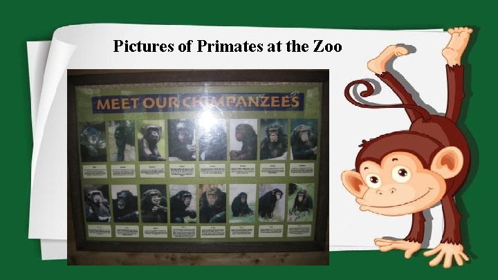 Pictures of Primates at the Zoo 