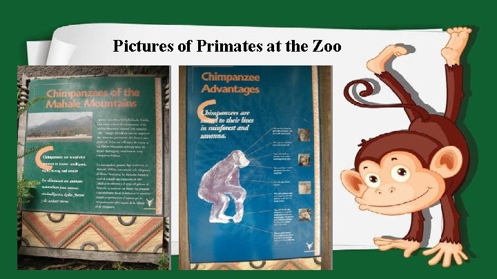 Pictures of Primates at the Zoo 