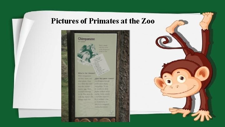 Pictures of Primates at the Zoo 