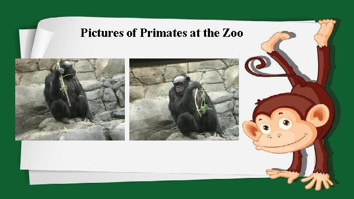 Pictures of Primates at the Zoo 