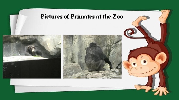 Pictures of Primates at the Zoo 