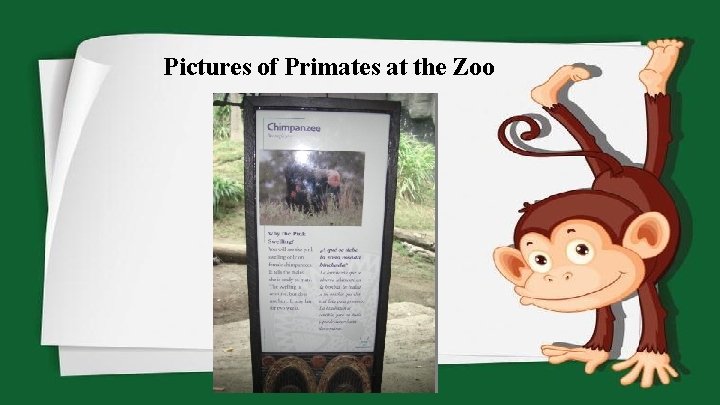 Pictures of Primates at the Zoo 