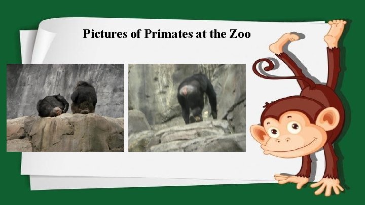 Pictures of Primates at the Zoo 