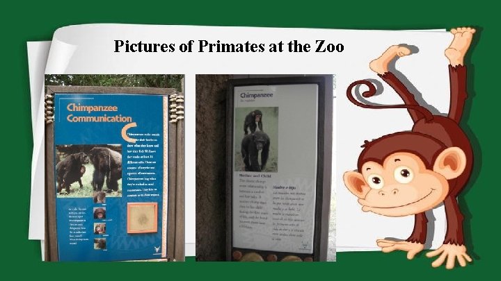 Pictures of Primates at the Zoo 