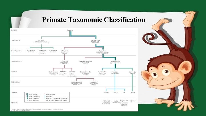 Primate Taxonomic Classification 