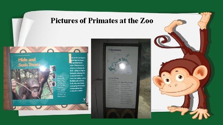 Pictures of Primates at the Zoo 