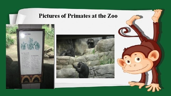 Pictures of Primates at the Zoo 