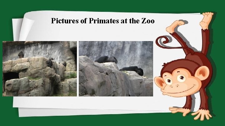 Pictures of Primates at the Zoo 