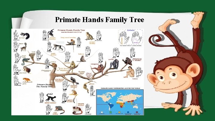 Primate Hands Family Tree 