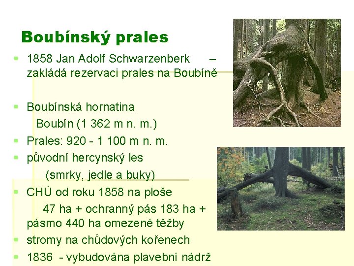 Boubínský prales § 1858 Jan Adolf Schwarzenberk – zakládá rezervaci prales na Boubíně §