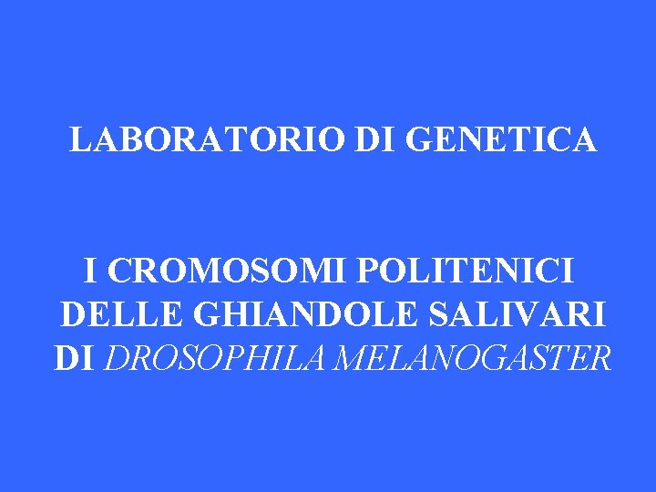 LABORATORIO DI GENETICA I CROMOSOMI POLITENICI DELLE GHIANDOLE SALIVARI DI DROSOPHILA MELANOGASTER 