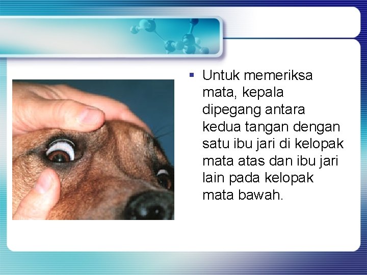 § Untuk memeriksa mata, kepala dipegang antara kedua tangan dengan satu ibu jari di § Untuk memeriksa mata, kepala dipegang antara kedua tangan dengan satu ibu jari di