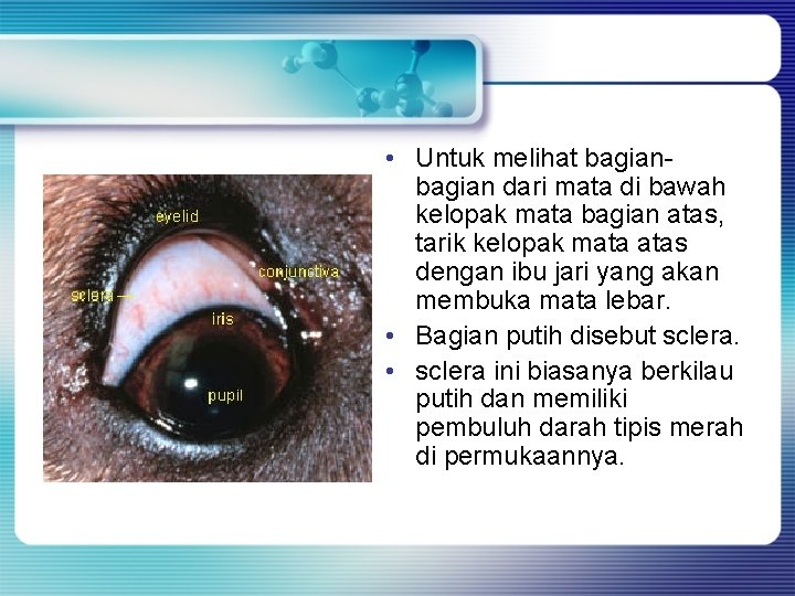 • Untuk melihat bagian dari mata di bawah kelopak mata bagian atas, tarik • Untuk melihat bagian dari mata di bawah kelopak mata bagian atas, tarik