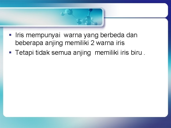 § Iris mempunyai warna yang berbeda dan beberapa anjing memiliki 2 warna iris § § Iris mempunyai warna yang berbeda dan beberapa anjing memiliki 2 warna iris §