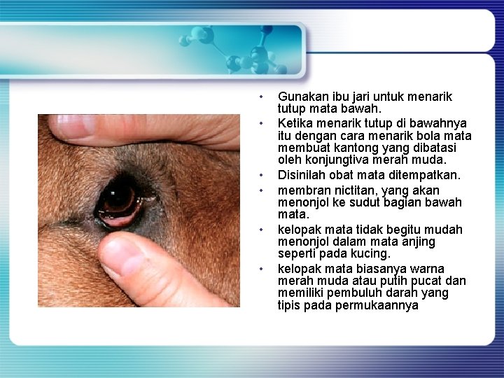 • • • Gunakan ibu jari untuk menarik tutup mata bawah. Ketika menarik • • • Gunakan ibu jari untuk menarik tutup mata bawah. Ketika menarik