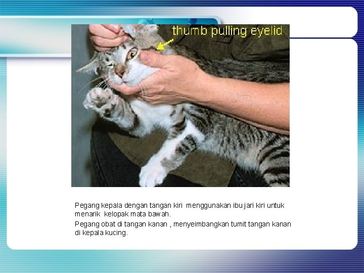 Pegang kepala dengan tangan kiri menggunakan ibu jari kiri untuk menarik kelopak mata bawah. Pegang kepala dengan tangan kiri menggunakan ibu jari kiri untuk menarik kelopak mata bawah.