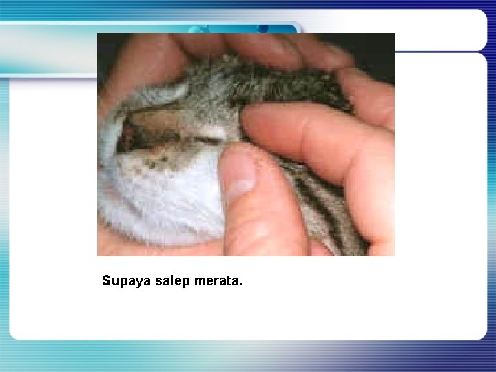 Supaya salep merata. Supaya salep merata.