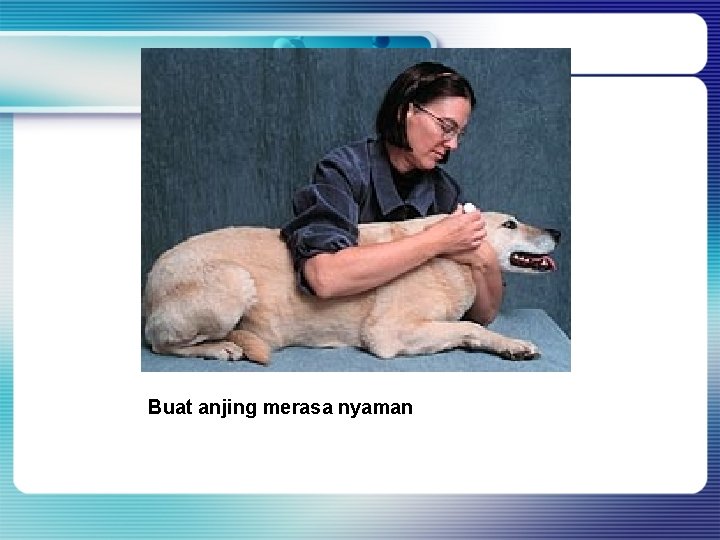 Buat anjing merasa nyaman Buat anjing merasa nyaman