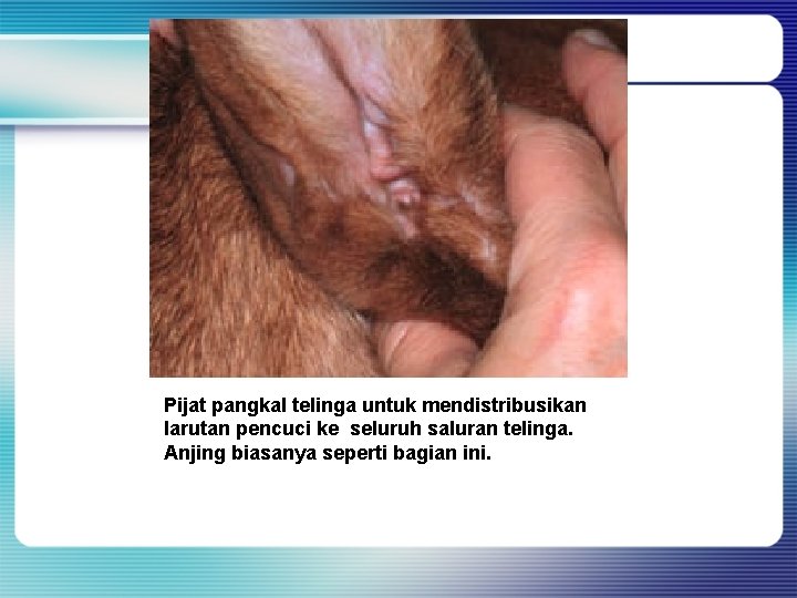 Pijat pangkal telinga untuk mendistribusikan larutan pencuci ke seluruh saluran telinga. Anjing biasanya seperti Pijat pangkal telinga untuk mendistribusikan larutan pencuci ke seluruh saluran telinga. Anjing biasanya seperti