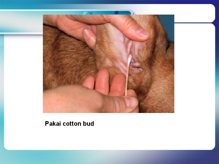 Pakai cotton bud Pakai cotton bud