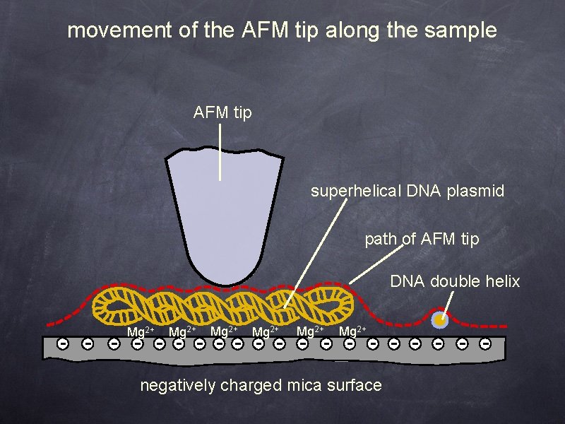 movement of the AFM tip along the sample AFM tip superhelical DNA plasmid path