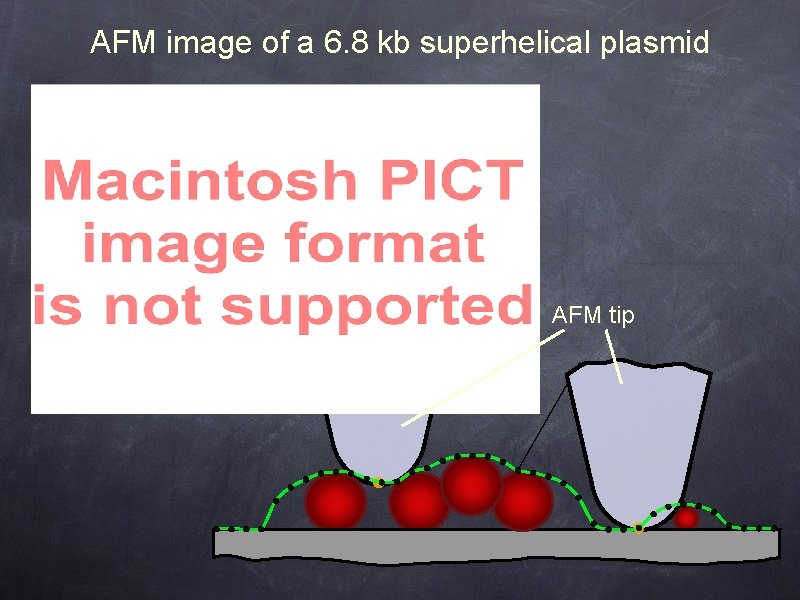 AFM image of a 6. 8 kb superhelical plasmid AFM tip 