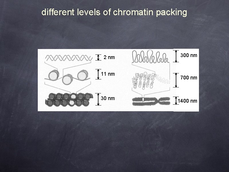 different levels of chromatin packing A nm 22 nm D B 11 nm E