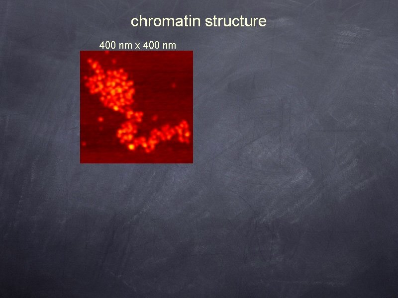 chromatin structure 400 nm x 400 nm 