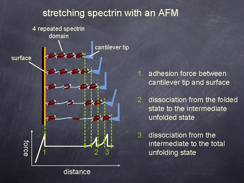 stretching spectrin with an AFM 4 repeated spectrin domain cantilever tip surface 1. adhesion