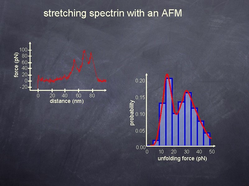 stretching spectrin with an AFM force (p. N) 100 80 60 40 20 0