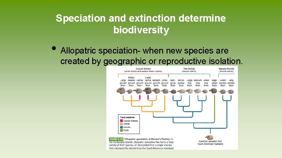 Evolution by Random Processes Mutation occur randomly and