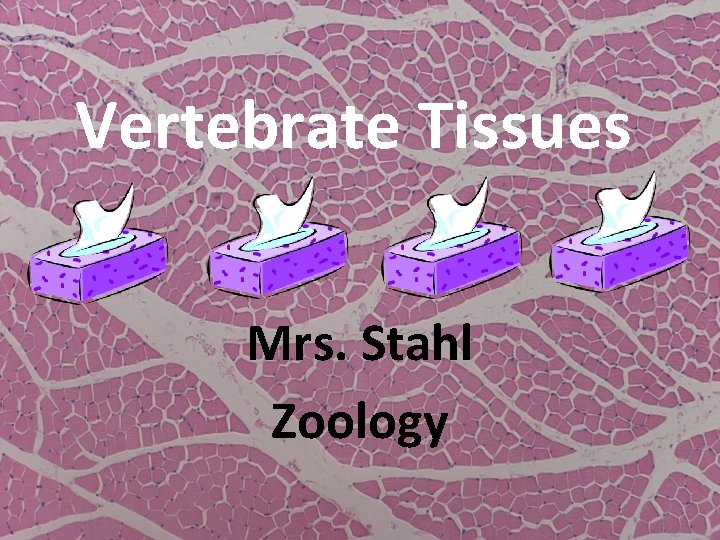 Vertebrate Tissues Mrs. Stahl Zoology 