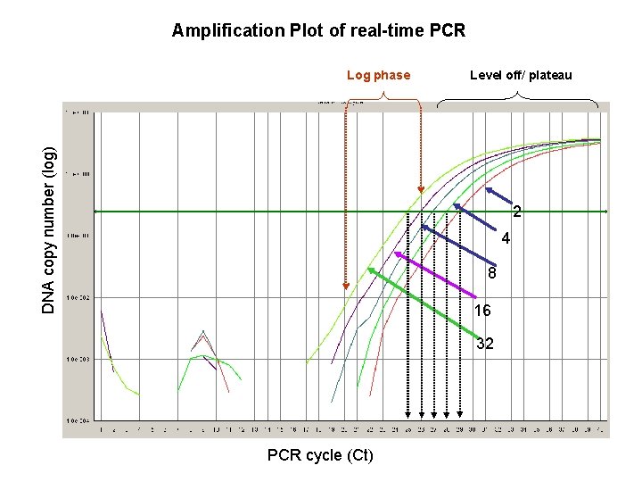 Amplification Plot of real-time PCR DNA copy number (log) Log phase Level off/ plateau